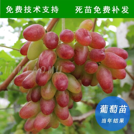 平邑县 葡萄苗树盆栽带土南方种植爬藤当年结果蓝宝石果树苗南方北方品种