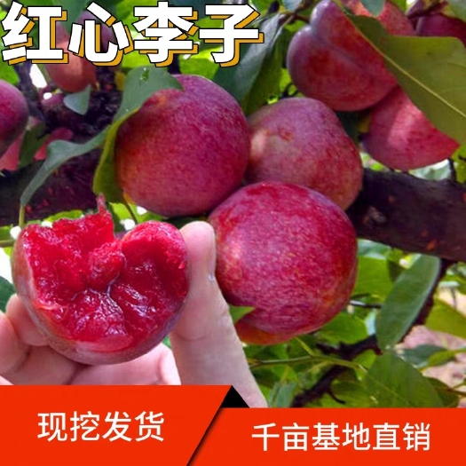 平邑县红心李子树苗南北方庭院地栽种植阳台盆栽嫁接特大当年结果