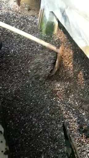  纯羊粪