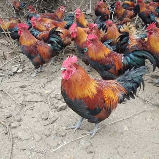 衡阳 血毛土鸡苗，厂家直销，保证质量。