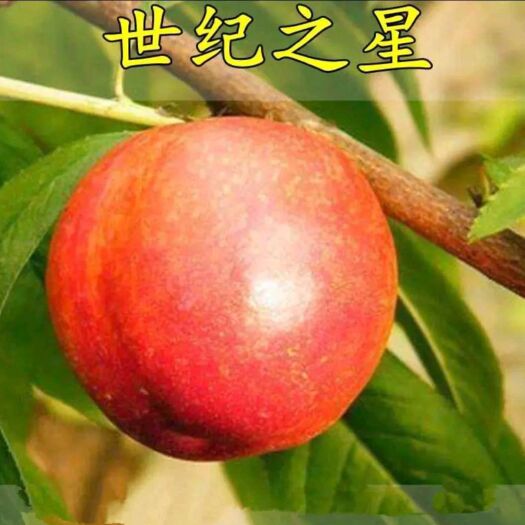 平邑县 世纪之星油桃苗 现挖苗 保湿发货  保证成活率 死苗免费补