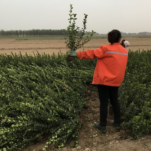 保定 50卫矛，大量，正在挖苗中