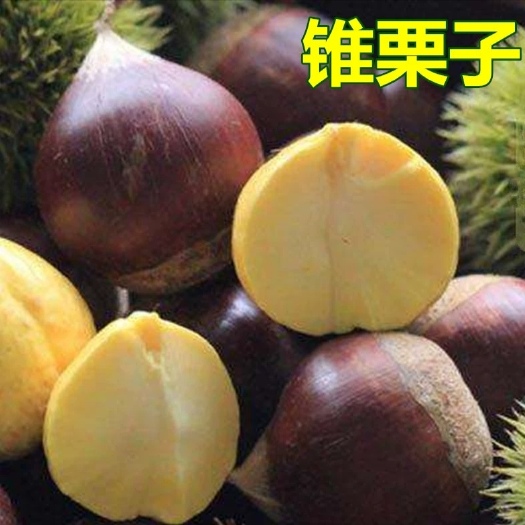 平邑县大红袍板栗苗 栗子树苗嫁接板栗苗大红袍板栗南北方种植