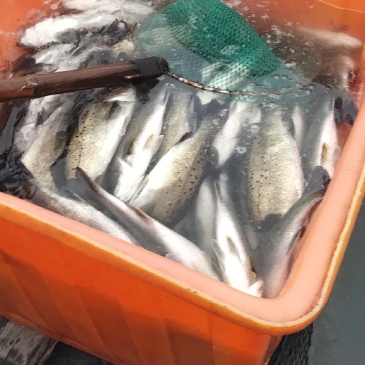 钦州 海养鲜活鲈鱼