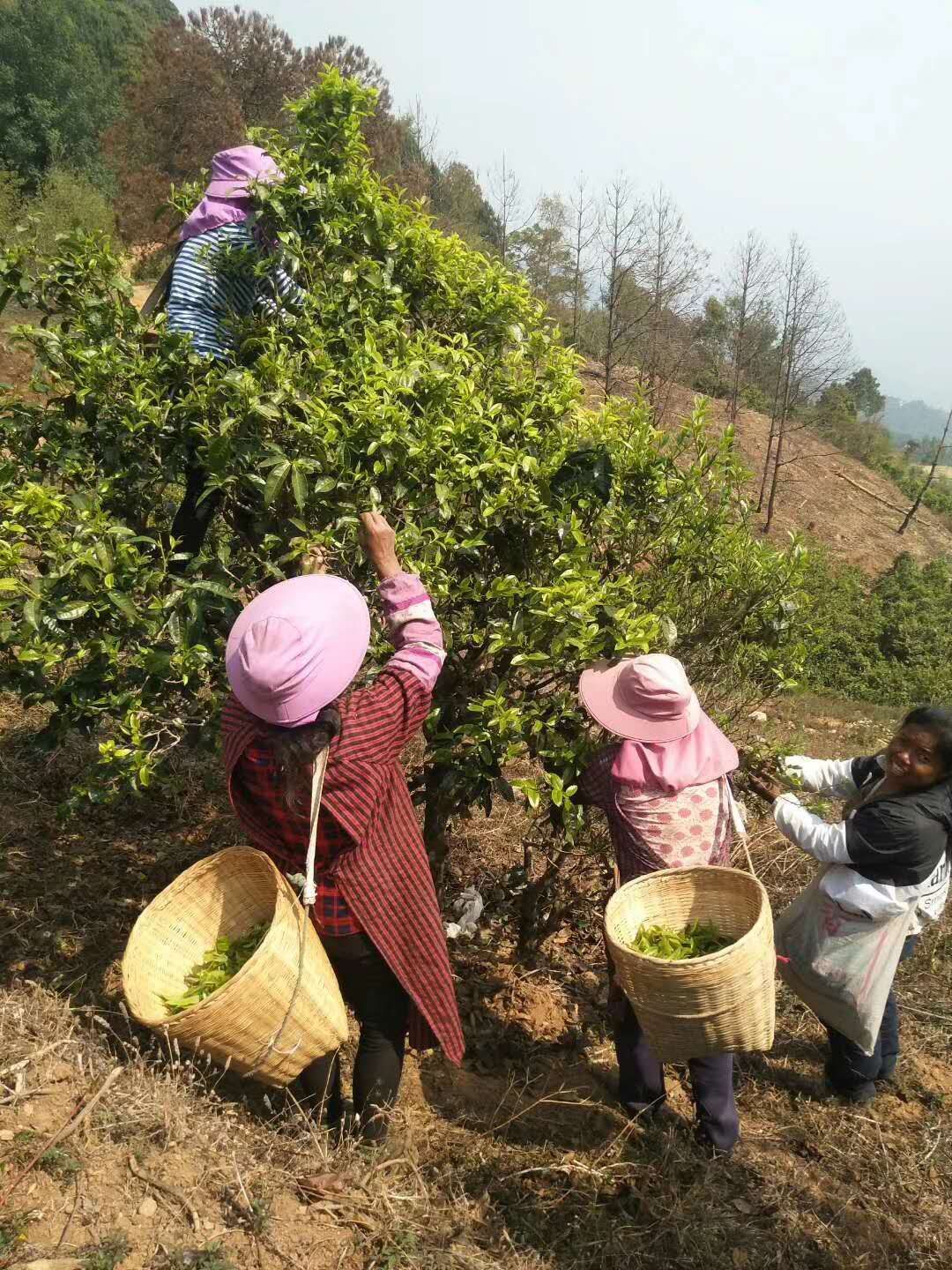 大叶古树普洱茶 散装