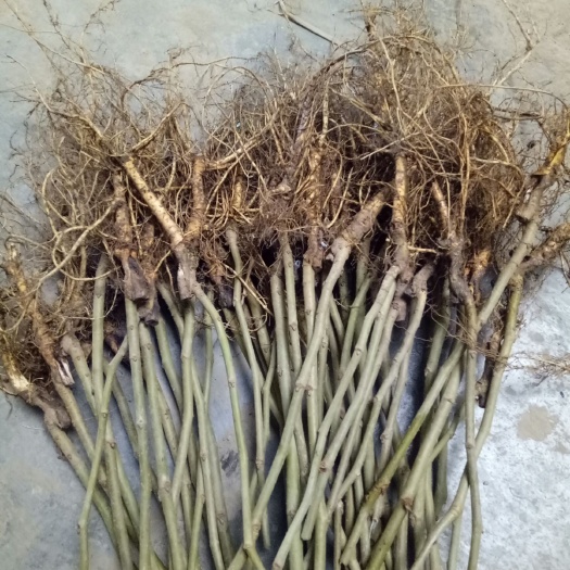 苍溪县果桑苗 大量批发桑苗