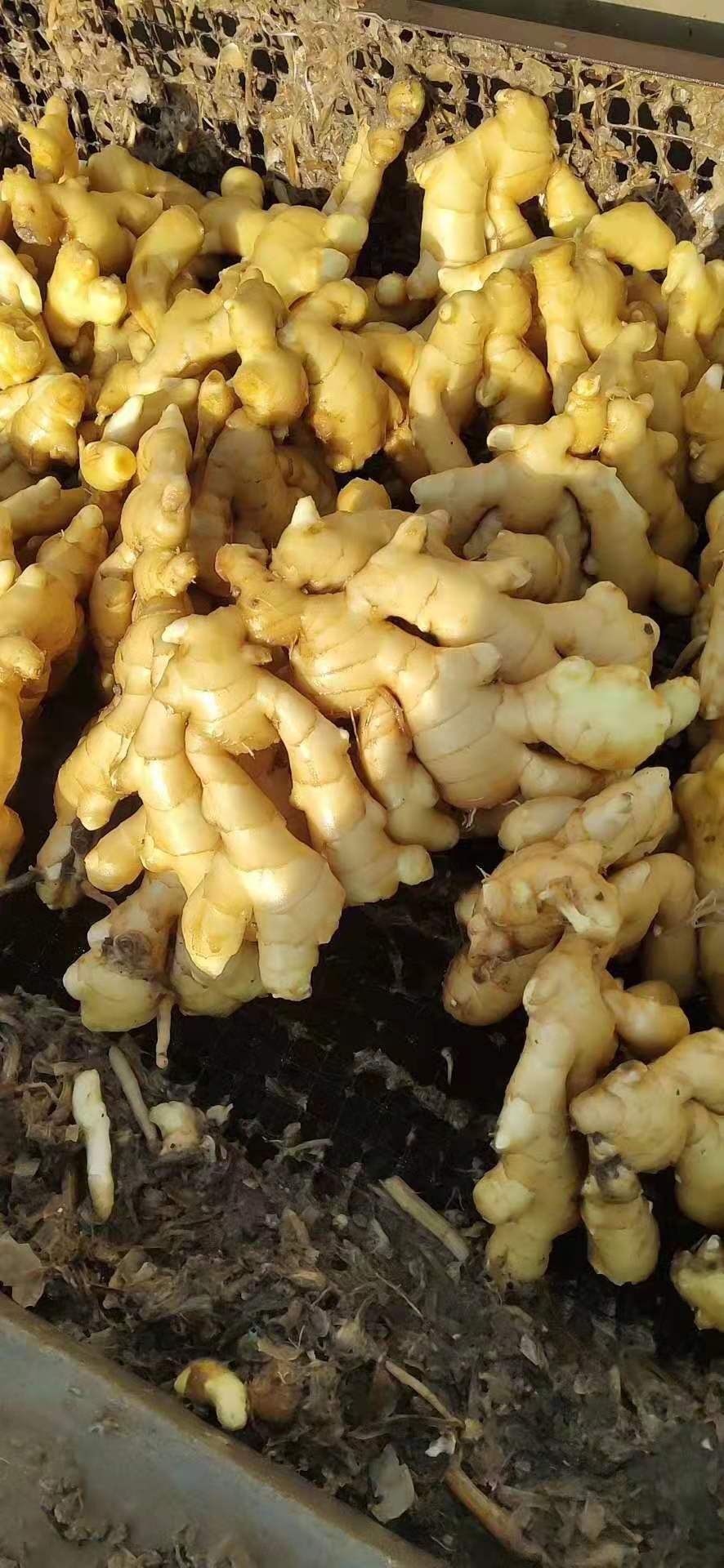 大黄姜  山东生姜产地直销 全国发货 量大从优 质量保证