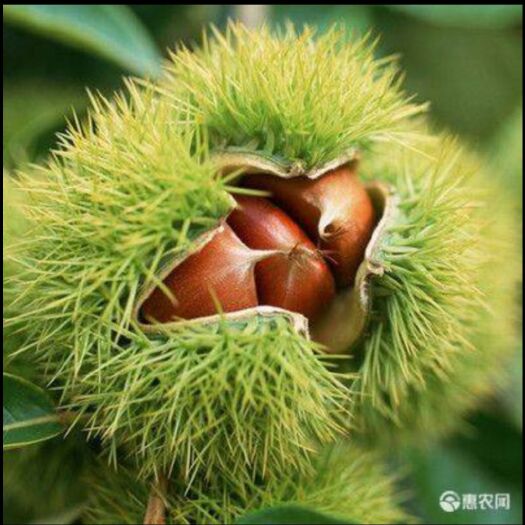 平邑县 沂蒙板栗苗 嫁接板栗苗 基地直销现挖现卖全国包邮保真保挂果