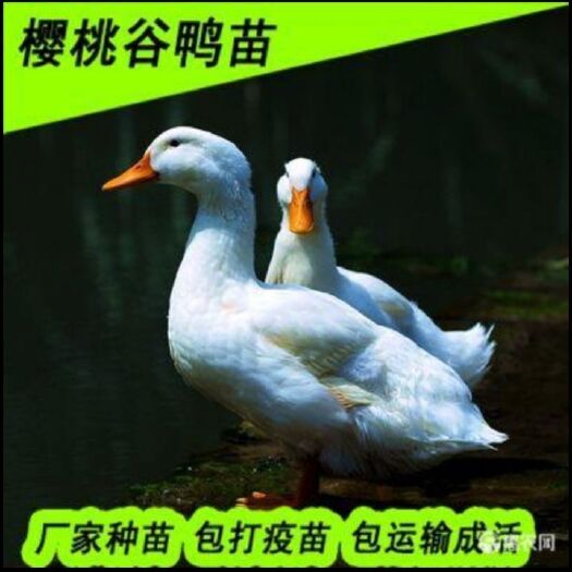 南宁 白鸭苗 桂柳鸭苗 樱桃谷鸭苗