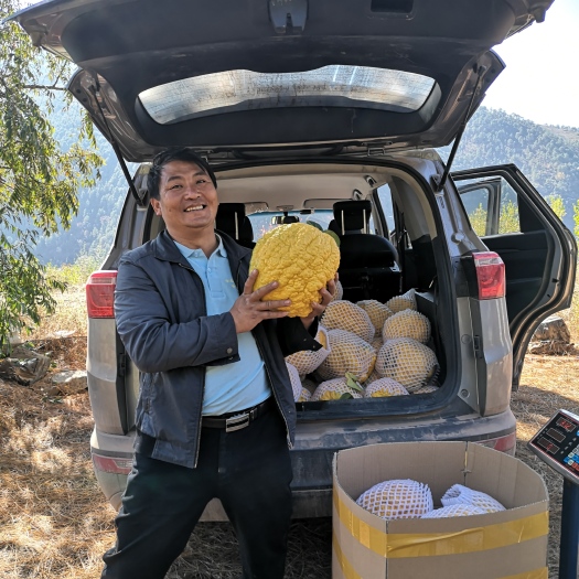 云龙县香橼 云南大理云龙县