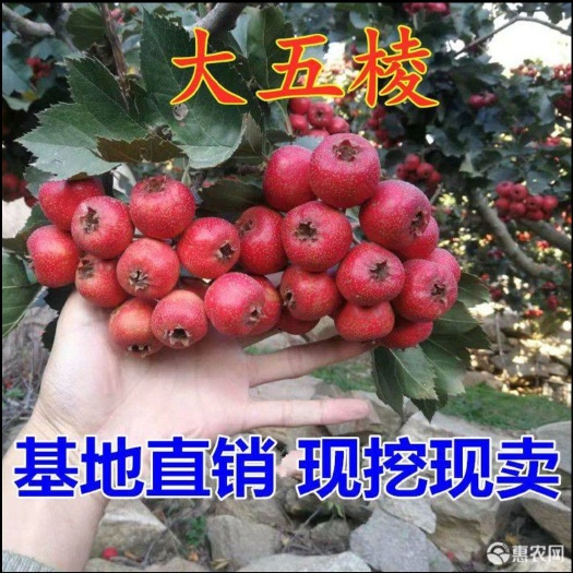 平邑县 大五棱山楂苗 嫁接山楂苗基地直销现挖现卖全国包邮保真保挂果