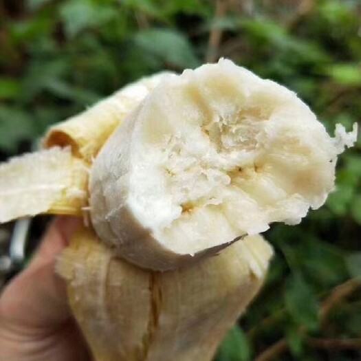 梧州 🔮广西西贡小香米蕉比一般香蕉甜，不打任何催熟药物，自然成