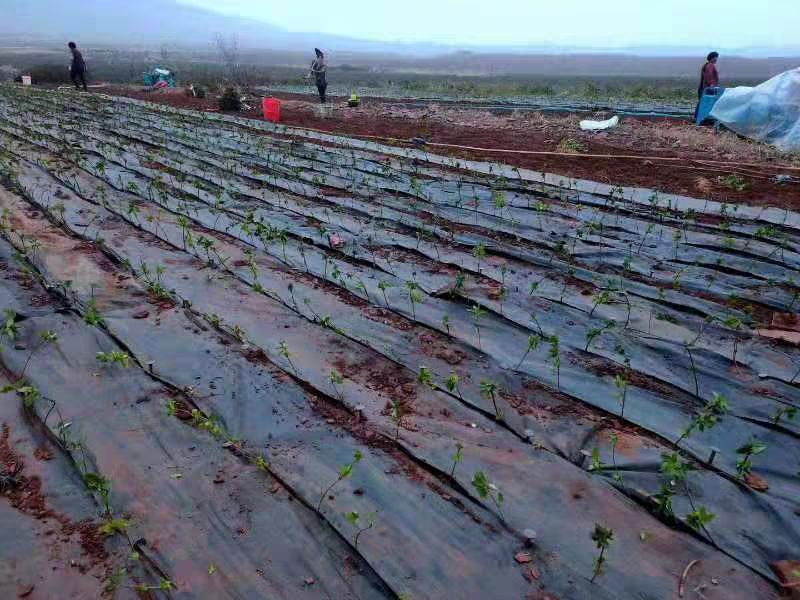  防草布地钉塑料地钉，农业大棚种植地钉