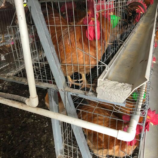 兴业县 老水公鸡
