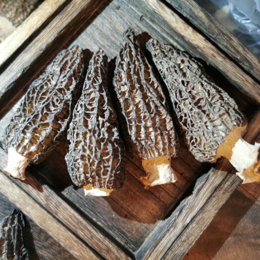 广州 头茬羊肚菌