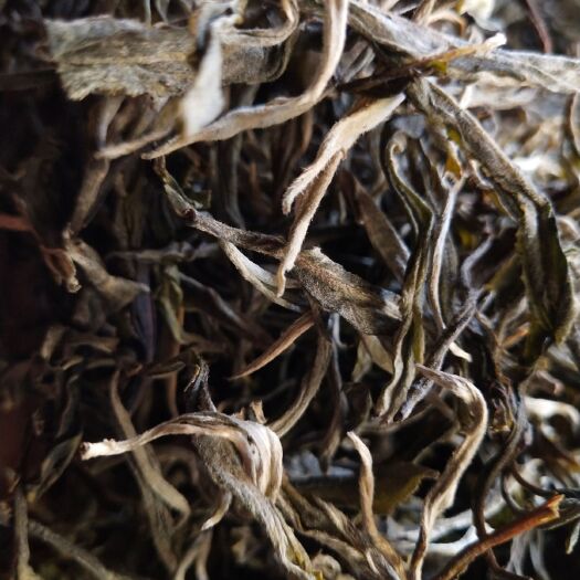 勐海县普洱生茶 大自然的恩赐