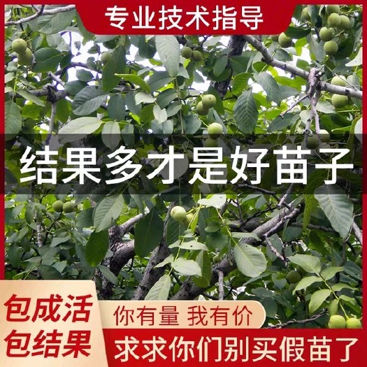平邑县 薄皮核桃苗8518薄壳香玲纸皮核桃 48h内发货 三包服务