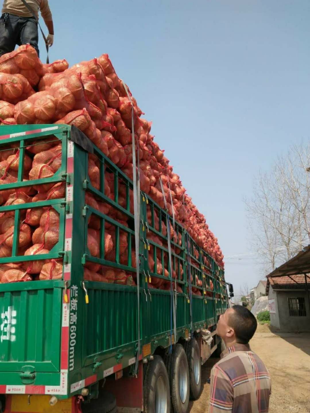 扁球甘蓝  新菜大量上市！产地直销！质量保证！