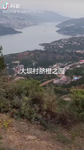 脐橙  重庆鲜果开卖啦欢迎选购下单