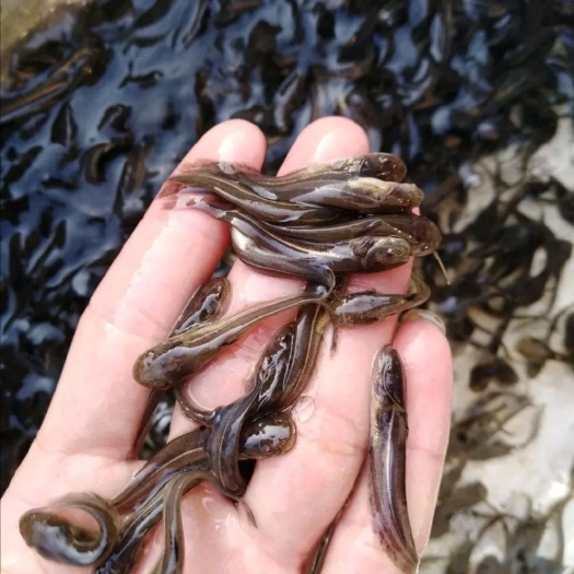 鲶鱼苗大口鲶鱼苗，欢迎订购