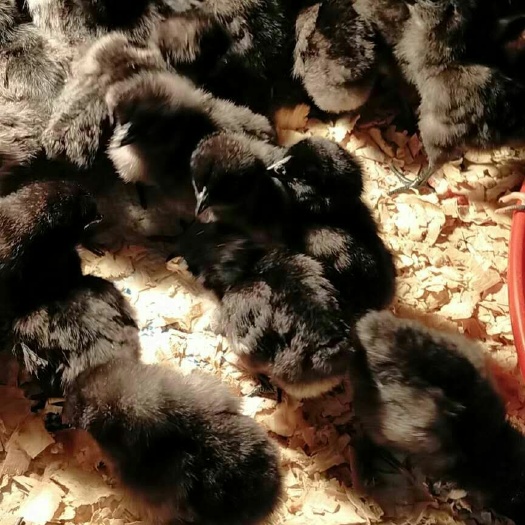 南宁五黑鸡苗 统货