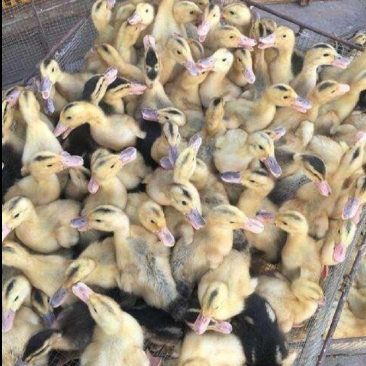 南宁 大种杂交鸭苗   包打好疫苗  欢迎订购
