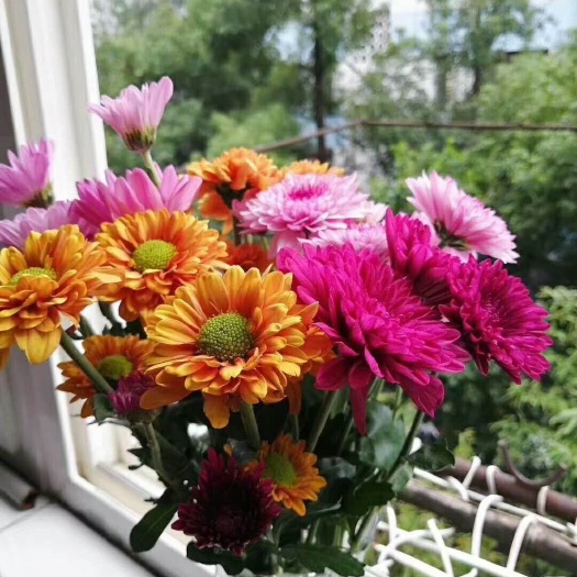 昆明 云南鲜花基地直发小雏菊小清新家居装饰摆设家居办公装饰