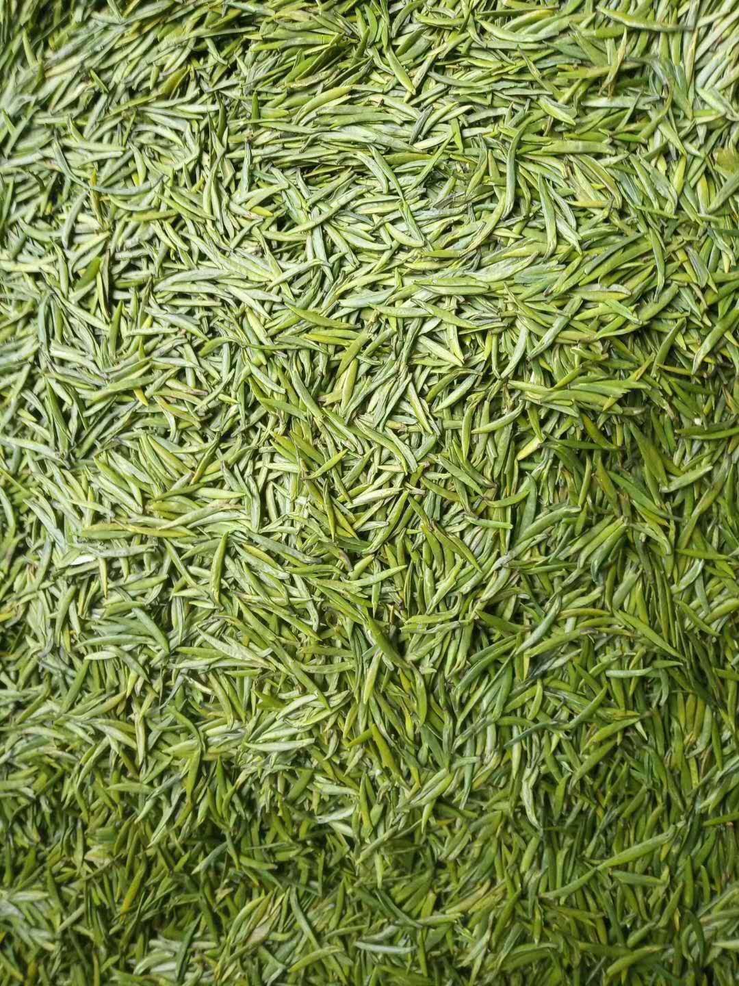 竹叶青茶 特级 散装
