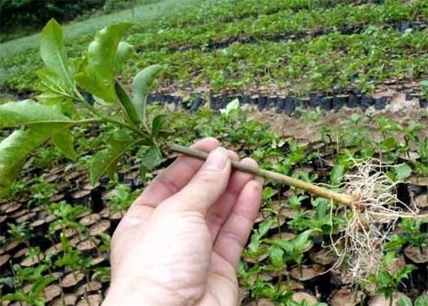 灵山县紫香百香果苗 包活包正中苗