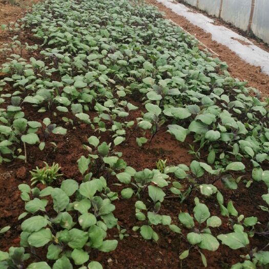 武汉 茄子苗，自家种植，农家肥，大量供应