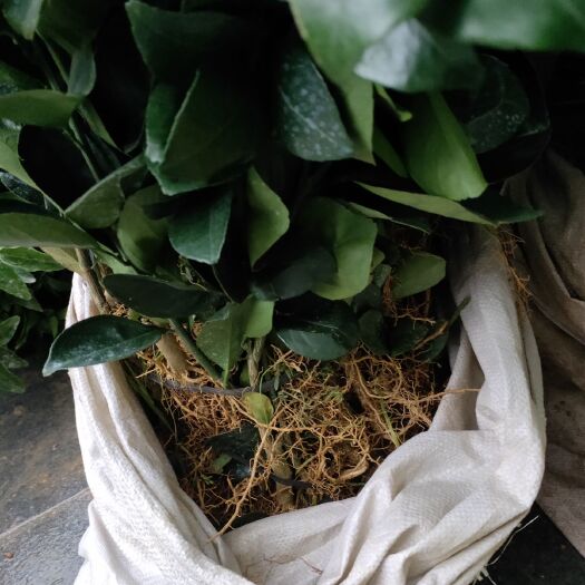 荔浦市纽荷尔脐橙苗 供应脐橙苗
