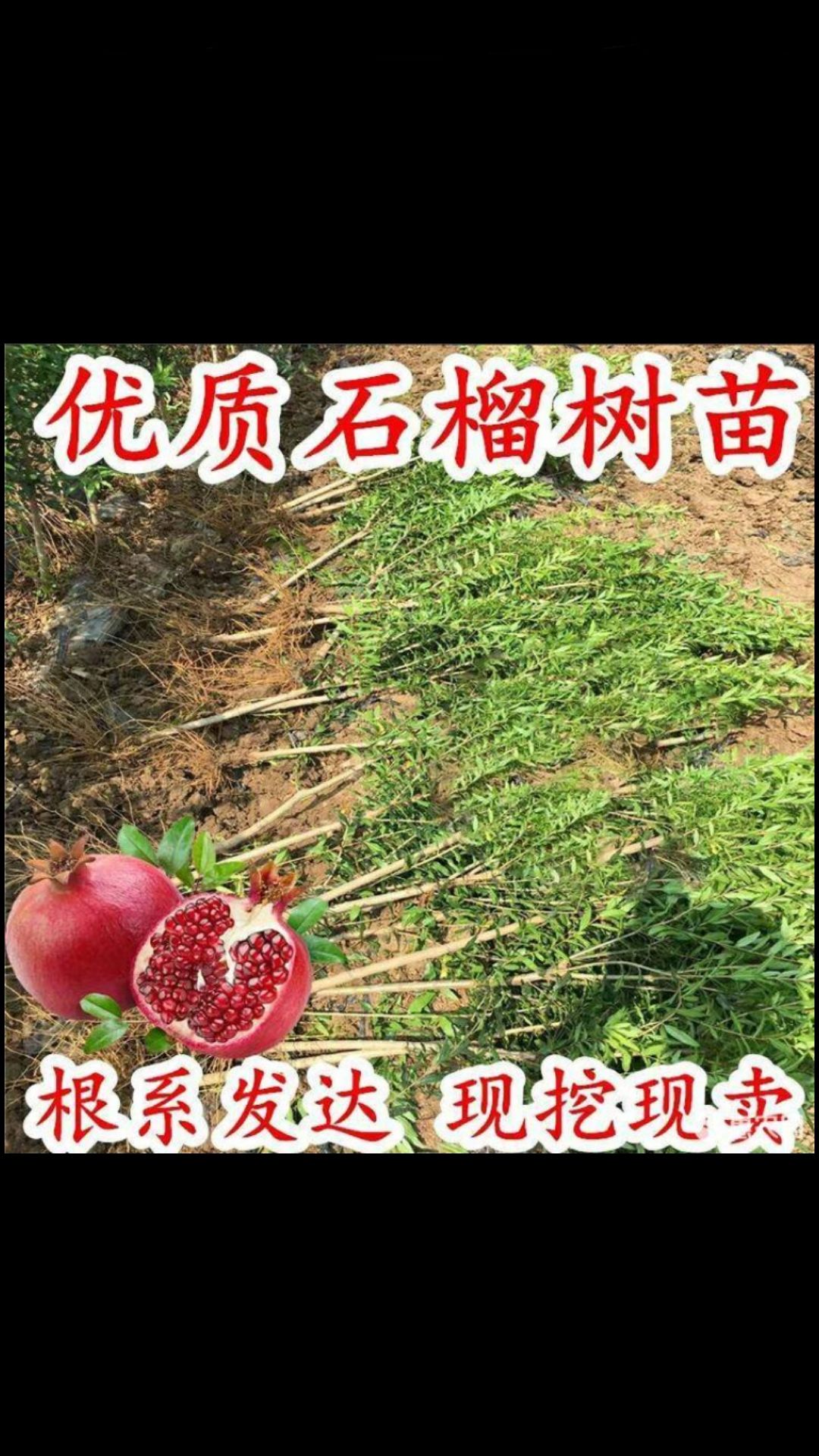 突尼斯软籽石榴树苗