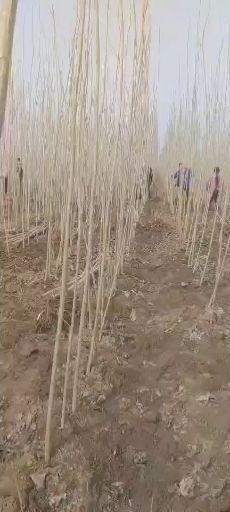 临清市107速生杨