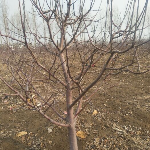 沈阳寒富苹果树苗 苹果树工程苗