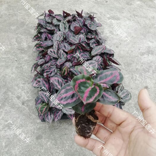 广州普通竹芋 厂家直销，低价供应彩虹竹芋 美丽竹芋组培穴盘苗