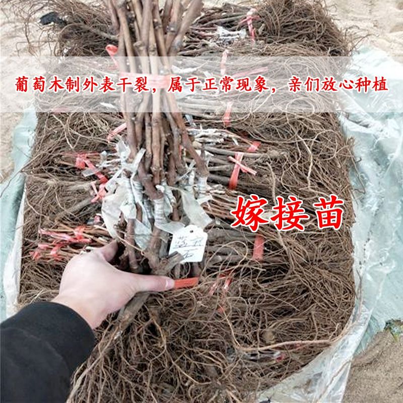  葡萄苗，嫁接蓝宝石葡萄苗，包品种，包成活。死苗免费补发。