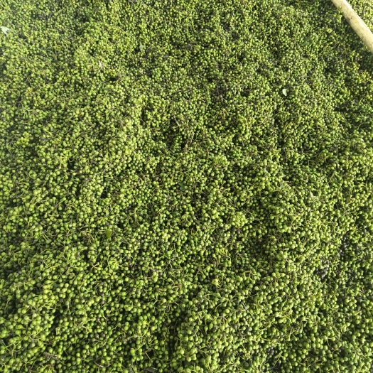 宜宾川木香 荜澄茄