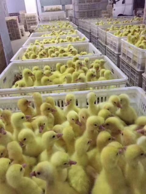 阜宁县土鸡苗 统货