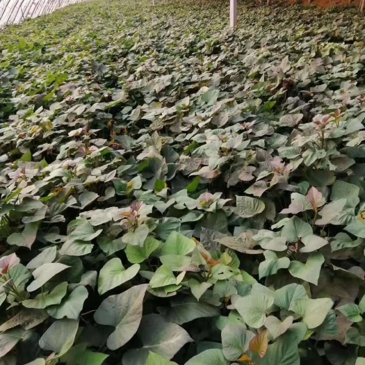 天目山小香薯苗 天目山小香薯红薯苗 红薯苗 香薯苗 种苗 地瓜苗