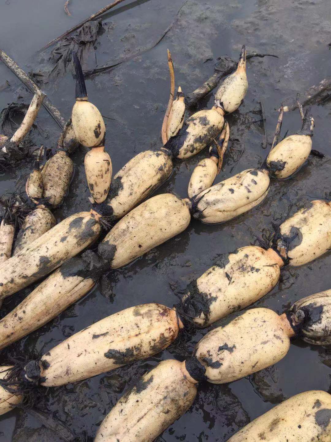 3735藕苗 藕种三五三七，磨盘莲蓬和太空莲蓬藕种出售全市最低