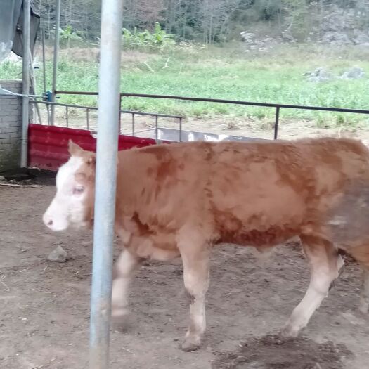 武冈市肉牛  牛