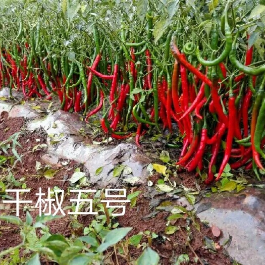 富顺县二荆条辣椒 干鲜两用的二荆条：干椒五号