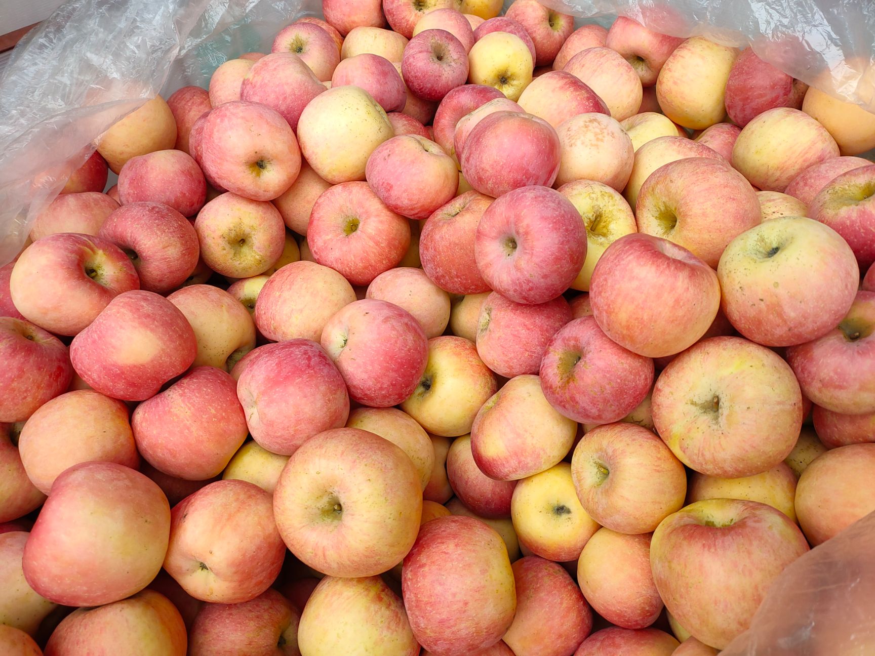  栖霞苹果莱阳梨