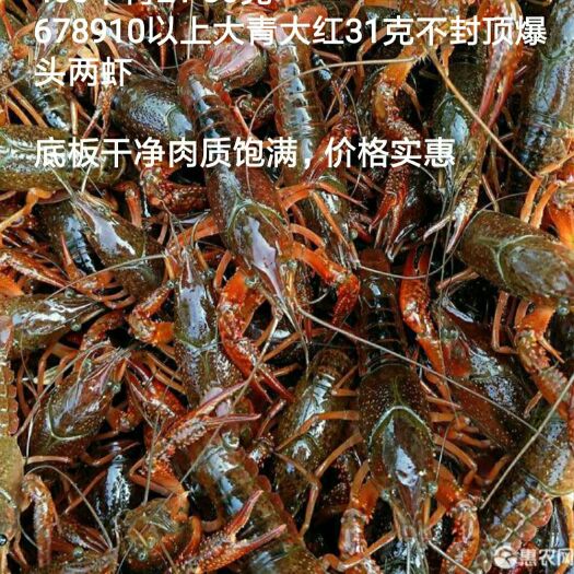 潜江市潜江小龙虾鲜活大青大红中青678910钱以上带炮头两虾包邮