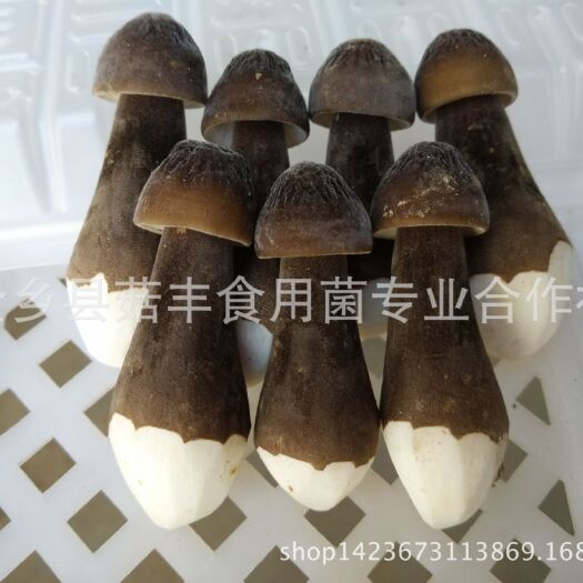 金乡县厂家批发黑皮鸡枞菌菌种菌包菌棒鸡枞菌菌种蘑菇菌种
