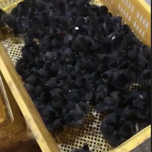 南宁 乌骨鸡苗，厂家直销包疫苗成活。