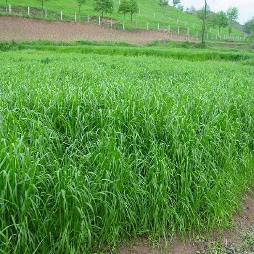 沭阳县黑麦草种子 黑麦草，鸡鸭鹅鱼吃的专用牧草，全国量大优惠。货到付款