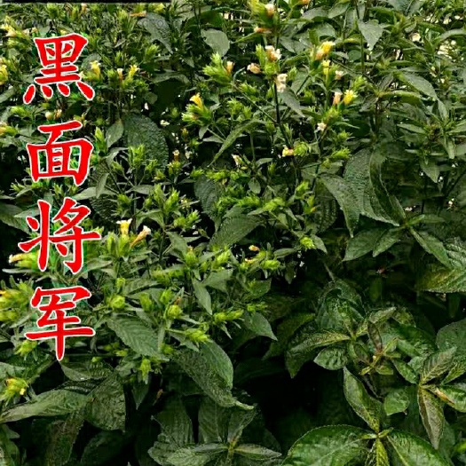 南宁茶青 黑面将军 脆叶马兰干品茶100克一包99元
