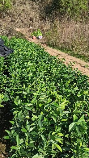 赣州纽荷尔脐橙苗  赣南脐橙树苗