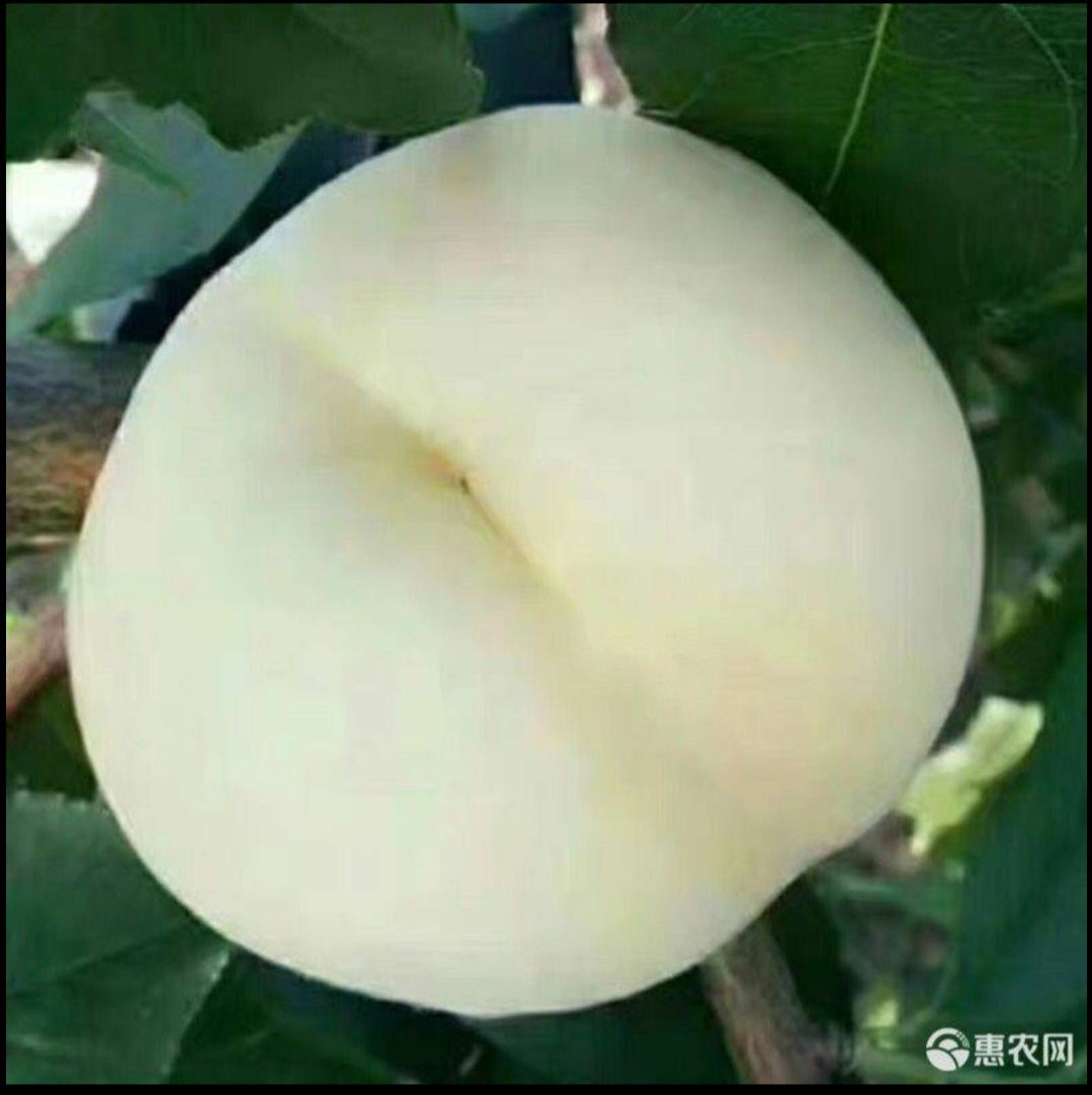 白如玉桃树苗 白如玉白桃苗 嫁接白桃苗基地直销现挖现卖全国包邮保真保挂果